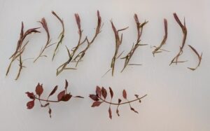 Rotala 'blood red SG' and mystery bonus stems