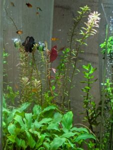 Rotala 'blood red' SG variant after 12 weeks