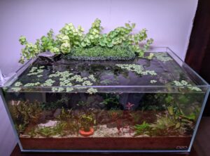 red plants 12 weeks later