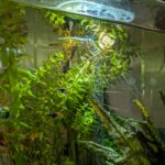 overgrown stems