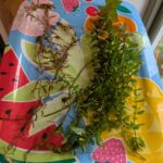 rotala and bacopa stems