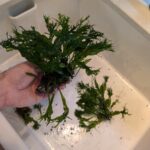 trimmed back java fern