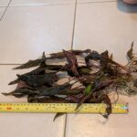 30 cm of Crypt. nurii