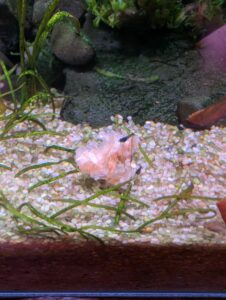 baby neocaridina 'Blue Velvet' shrimp eating a protein snack