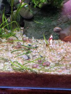 baby neocaridina 'Blue Velvet' shrimp