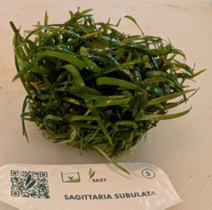 Dwarf sag in vitro pot