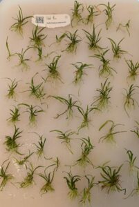 Dwarf sag in vitro plantlets