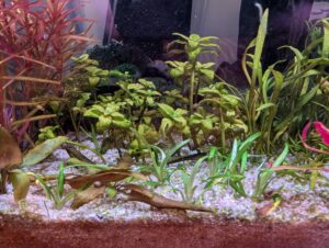 Sagittaria subulata newly planted