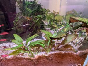 Sagittaria subulata newly planted