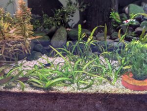 Sagittaria subulata after 100 days