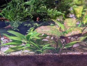 Sagittaria subulata after 100 days