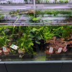 some of the many plants for sale