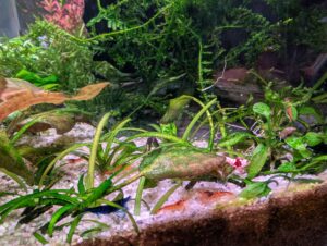 Blue velvet, Pure red line and Tangerine Tiger