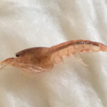 Caridina serrata (wild-type)