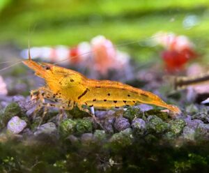 Tangerine Tiger shrimp