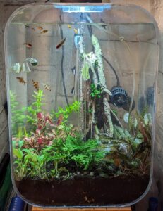 Fireplace Aquarium 25-Feb-2024