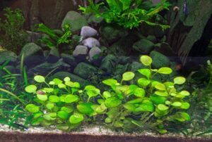 green spot algae colonising older leaves of Lobelia cardinalis 'Mini'.