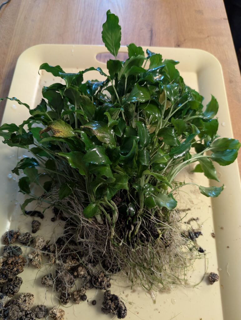 Schismatoglottis prietoi pulled out during a rescape