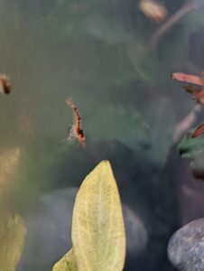 Baby wine red panda shrimp