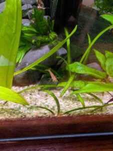Baby tangerine tiger shrimp