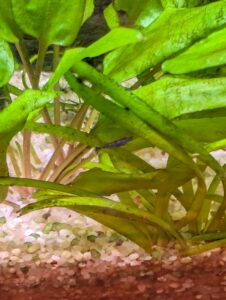 Juvenile blue velvet shrimp