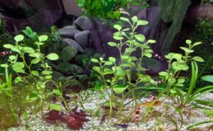 wine red panda and blue velvet shrimp