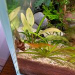 Tangerine tiger potential parent #1