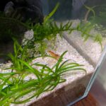 Tangerine tiger potential parent #2