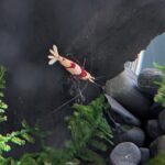 Crystal red shrimp potential parent