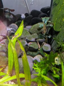 wine red panda baby shrimp
