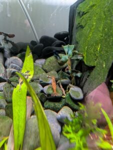 baby wine red panda shrimp
