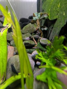 wine red panda baby shrimp