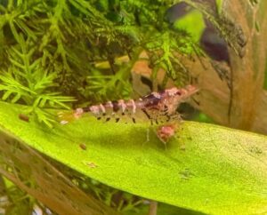 slightly older striped mischling shrimp