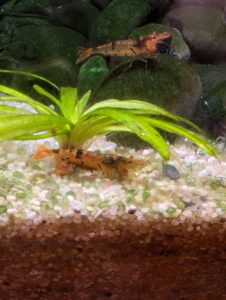 berried mischling shrimp