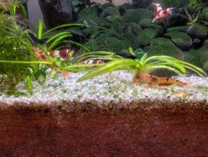 berried mischling shrimps