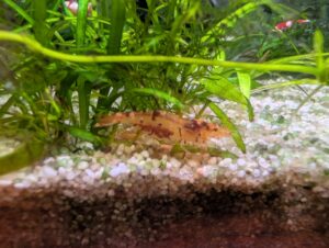 berried mischling shrimp