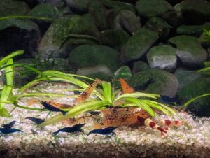 tangerine tiger, mischling, wine red panda, crystal red, blue dream shrimp