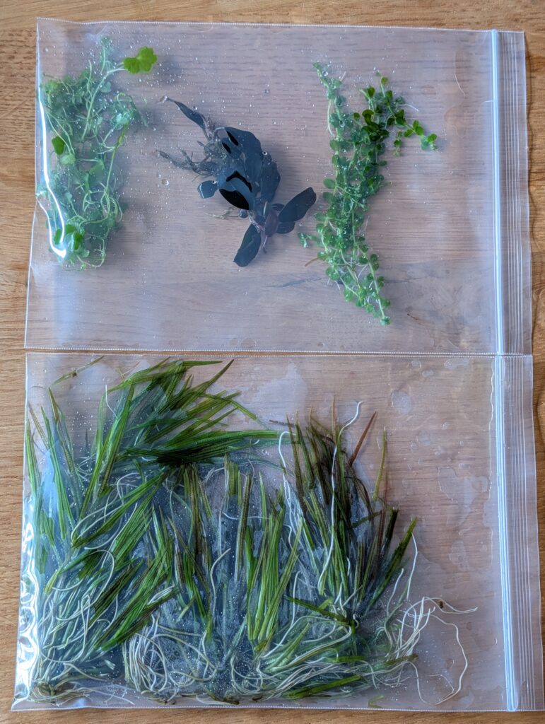 plants from nelson131