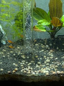 Rotala ramosior ‘Florida' all died right away