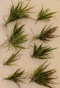Blyxa japonica - good size pieces