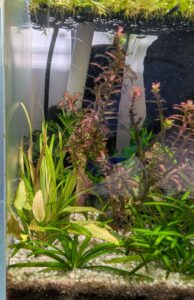 Blyxa japonica - left midground