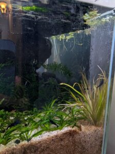 Blyxa japonica - back right corner