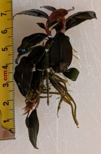 Bucephalandra sordidula 'Blue'