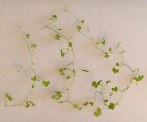 Hydrocotyle tripartita 'Mini'