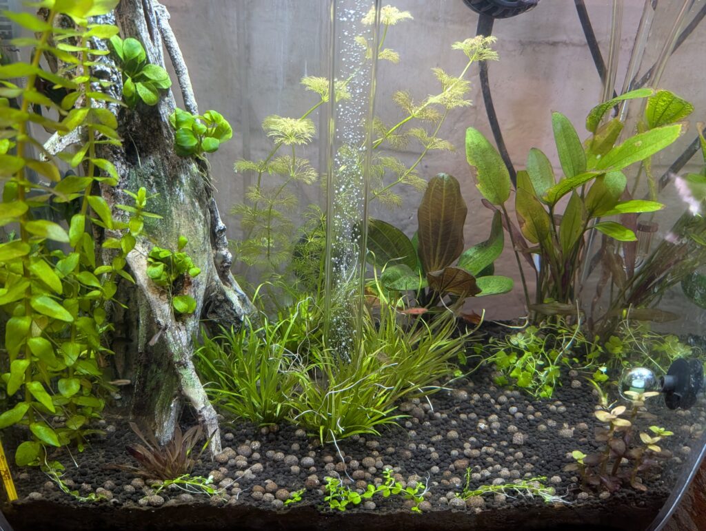 new plants in place