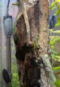 Bucephalandra sordidula 'Blue'
